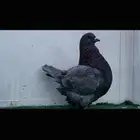فحل فرش رديوس