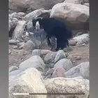 السلام عليكم ورحمت لله تيس فحل فحل من الخير التيس شرط شرط و