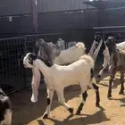 جفار