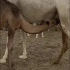 حاشي
