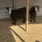 معزا حليب