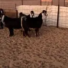 تيوس عوارض طيبه