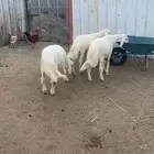 خرفان وتيوس