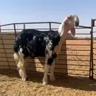 مشروع فحل نادر جرم وجبار وشعره وتعريفه قوي جدا