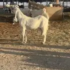 معزا مشروك بيض خصم