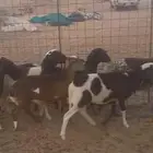 خرفان هجين دورب وبربري