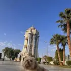 كلب ضايع في خميس مشيط