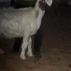 رخل عيسيه