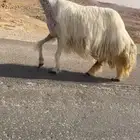 عرض بيع شاه نادره