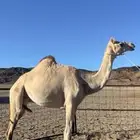 بكره سلاله طيبه