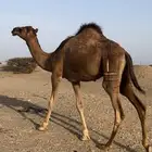 قعود