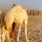 قعود قصب