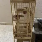 شبك بغبغاء