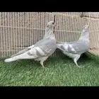 زاجل لافندر
