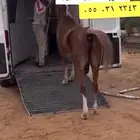 خيل نقل عربة مغلقة وامنة