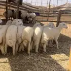 حريات للبيع مع الصلخ والتوصيل