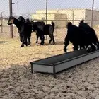 تيوس