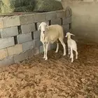 حريه والد