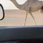 عشرا كفو شقحا