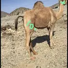ناقه ضايعه ياهل نعمان الناقه حولكم انشدولي