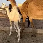 خلفه شعلا منيحه وهديه