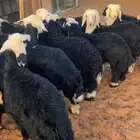 ذبيحتك الى باب بيتك