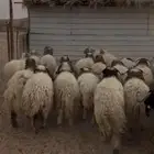 نعيم فوق سبع شهور