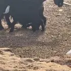 عنز متاومه بجفرات