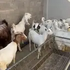 غنم فاخره جدا ماعز