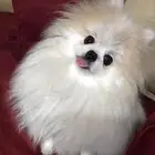 انثي بومرينان