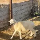 رخل حرية تم البيع