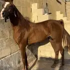 حصان واهو اشقر