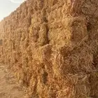 للبيع علف ذرة بسعر مناسب