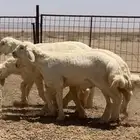 بهم حري خرفان تم تم اللبيع