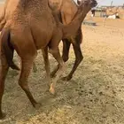 قعود على حليب امه فاخر