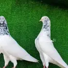 طبات حمام سخي تم البيع