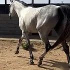 فرس شعبيه