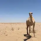 بكره شقحاء للبيع