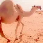 ثنو القحه