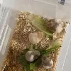 هامستر للبيع