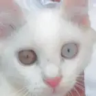 قطة شيرازي