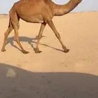 بكره شعلا
