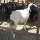 للبيع غنم مضاريع