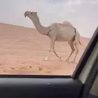 للبيع لقحه باتليه كفوو سليم