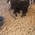ماعز عوارض