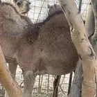 قعدان للبيع العمر سنه