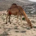 ناقه ساحليه خلفه سنها ناب حليبها واحد وهديه تحتها قعود