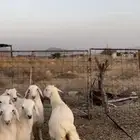 طليان العدد 10