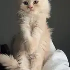 قطط شيرازيه للبيع عمر شهرين
