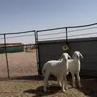 طليان
